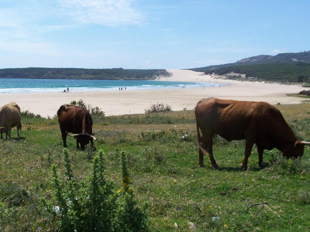 Vivienda Turistica De Alojamiento Rural Silla Vieja Vejer de la Frontera Bagian luar foto